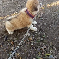 سگ پاکوتا|سگ|سنگدوین, |دیوار