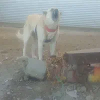 یک قلاده سگ|سگ|اسدآباد, |دیوار