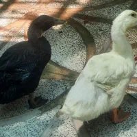 اردک|حیوانات مزرعه|کرمانشاه, |دیوار