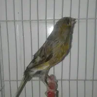 قناری نر کشیده و تنه دار