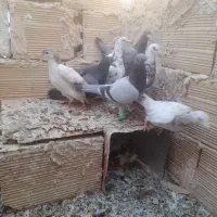 کفتر