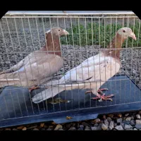 هفت‌رنگ سوقدیم