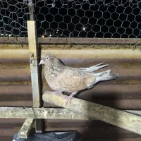 کله ای موش تلای