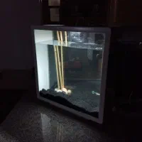 اکواریوم مدرن|ماهی|کرمان, |دیوار