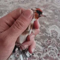 سره دو ساله|پرنده|شهریار, شهریار|دیوار