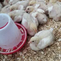 جوجه گوشت راس۱۳روزه