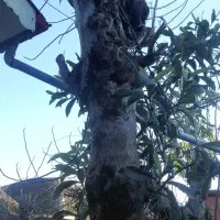 فروش درخت توت وانجیر