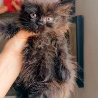 گربه|گربه|ساری, |دیوار
