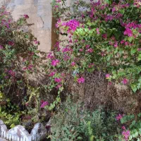 اجاره روزانه باغ|اجارهٔ کوتاه‌مدت ویلا و باغ|بهبهان, |دیوار
