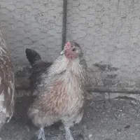 مرغ بومی،نیمچه خروس و مرغ بومی،گلین|حیوانات مزرعه|خمینی‌شهر, |دیوار