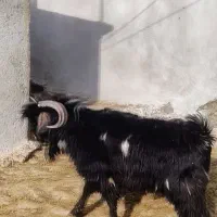 دوتا بزغاله نر