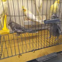 عروس هلندی لوتینو زعفرانی|پرنده|تبریز, |دیوار