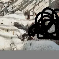 بر فروشی نر و ماده