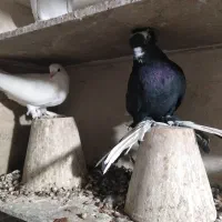 قره اغ گویروخ|پرنده|تبریز, |دیوار