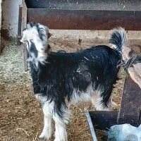 کهره 12 کیلویی|حیوانات مزرعه|مرودشت, مختارآباد|دیوار