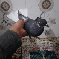 ماده زاغ دم سفید|پرنده|بروجرد, |دیوار