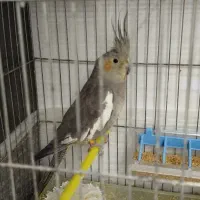 دو عدد عروس هلندی|پرنده|تبریز, |دیوار