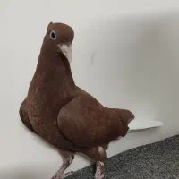 کبوتر یا کفتر