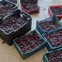 رطب خرما صادراتی لوکس