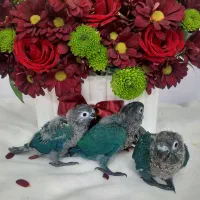 گرینچیک، جوجه سرلاکی، تراکویس نرمال|پرنده|تهران, دهقان|دیوار