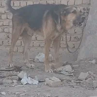 سگ نگهبان واگزاری