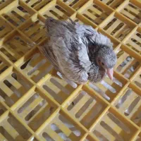 کفتر  فروشی قیمت  توافقی|پرنده|لالی, |دیوار