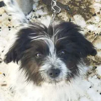 سگ شیتزو پامر