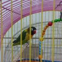 پرنده فروشی|پرنده|دزفول, |دیوار