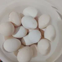 تخم مرغ محلی ۲۰