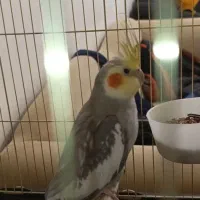 عروس هلندی نر بالغ