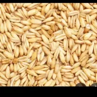 گندم بذری رقم اذر دو به مقدار 8کیسه