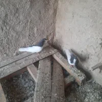 یک جفت چپ سیاه درجه یک بدون خطا