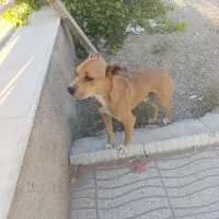 واگذاری سگ بیت بول|سگ|خسروشاه, |دیوار