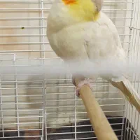 عروس هلندی جفت|پرنده|هشتگرد, سیف آباد|دیوار