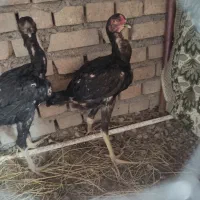 جوجه لاری 3 ماهه مرغ و خروس افغان|حیوانات مزرعه|خان ببین, |دیوار