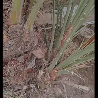 پاجوش نخل بریم|گل و گیاه طبیعی|خرمشهر, |دیوار