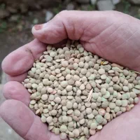 عدس  دشت مغان گرمی|عمده‌فروشی|گرمی, |دیوار