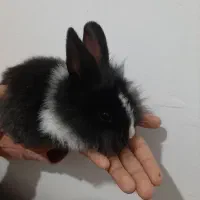 ۳ عدد بچه خرگوش معاوضه با مرغ