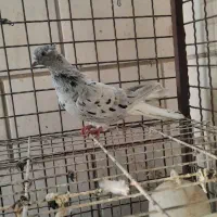 کوهی دم سفید|پرنده|اهواز, کارون|دیوار