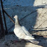 کبوتر رنگی و خارجی|پرنده|اهرم, |دیوار