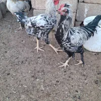 خروس و مرغ محلی|حیوانات مزرعه|شیراز, گویم|دیوار
