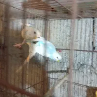 مرغ عشق|پرنده|حویق, |دیوار