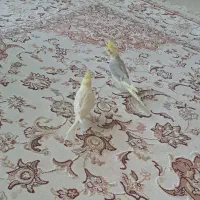 یه جفت عروس هلندی لوتینو سخنگو و دستی