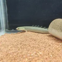 فروش ماهی پلی پتروس،آذرخش