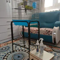 عروس هلندی|پرنده|ایلام, |دیوار