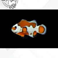 ABSHORماهی دلقک  آب شور