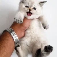 بچه گربه چینچیلا سیلور بریتیش باکیفیت بالا