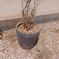 تعدادی گل و گلدان