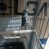 عروس هلندی باهوش