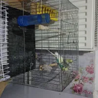 فروش عروس هلندی|پرنده|سهند, |دیوار